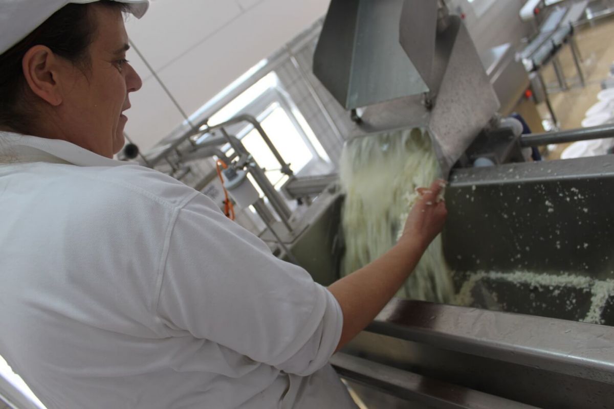 The production of Pag cheese and curd